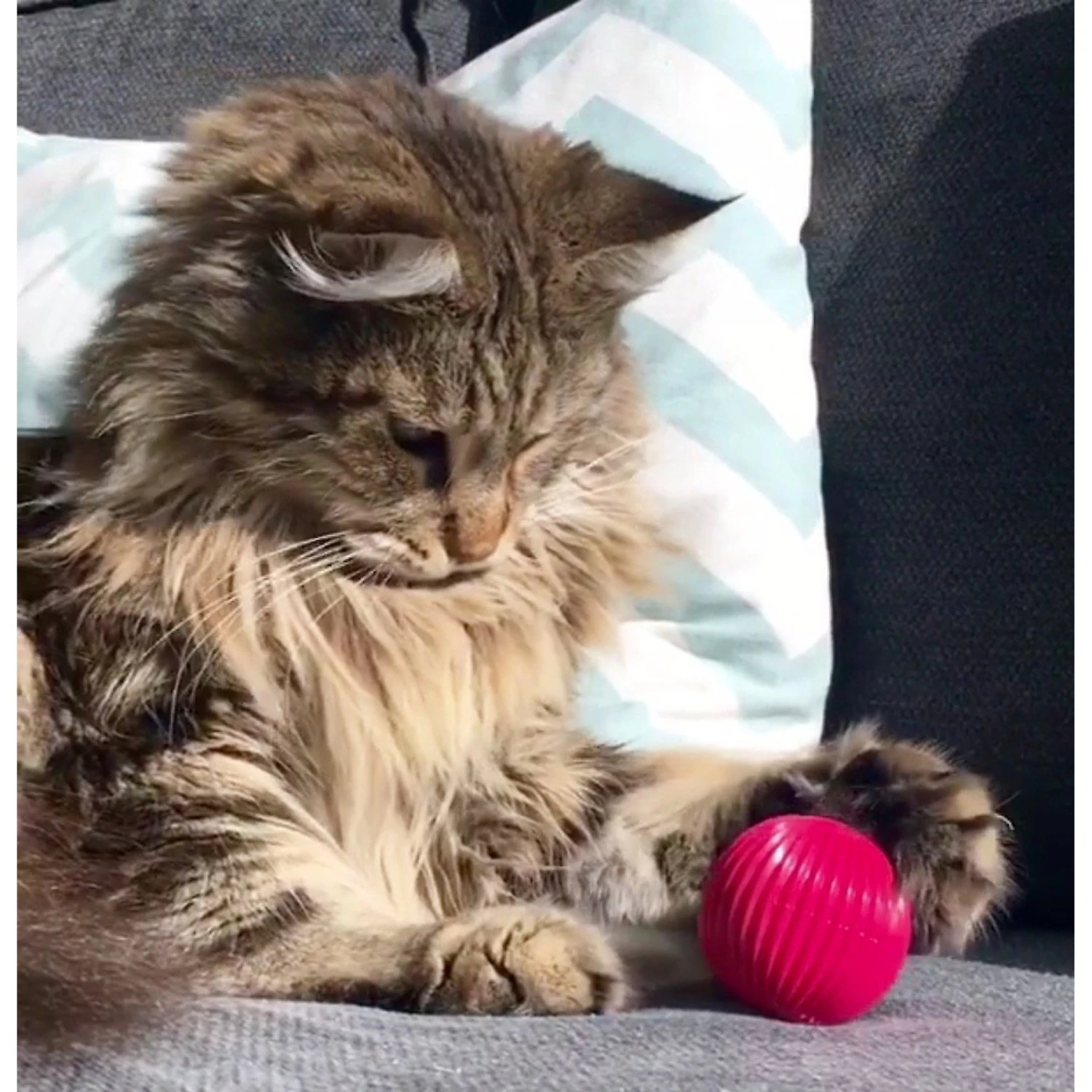 Pet Qwerks Babble Ball Kitten Toy With Catnip - Image 3