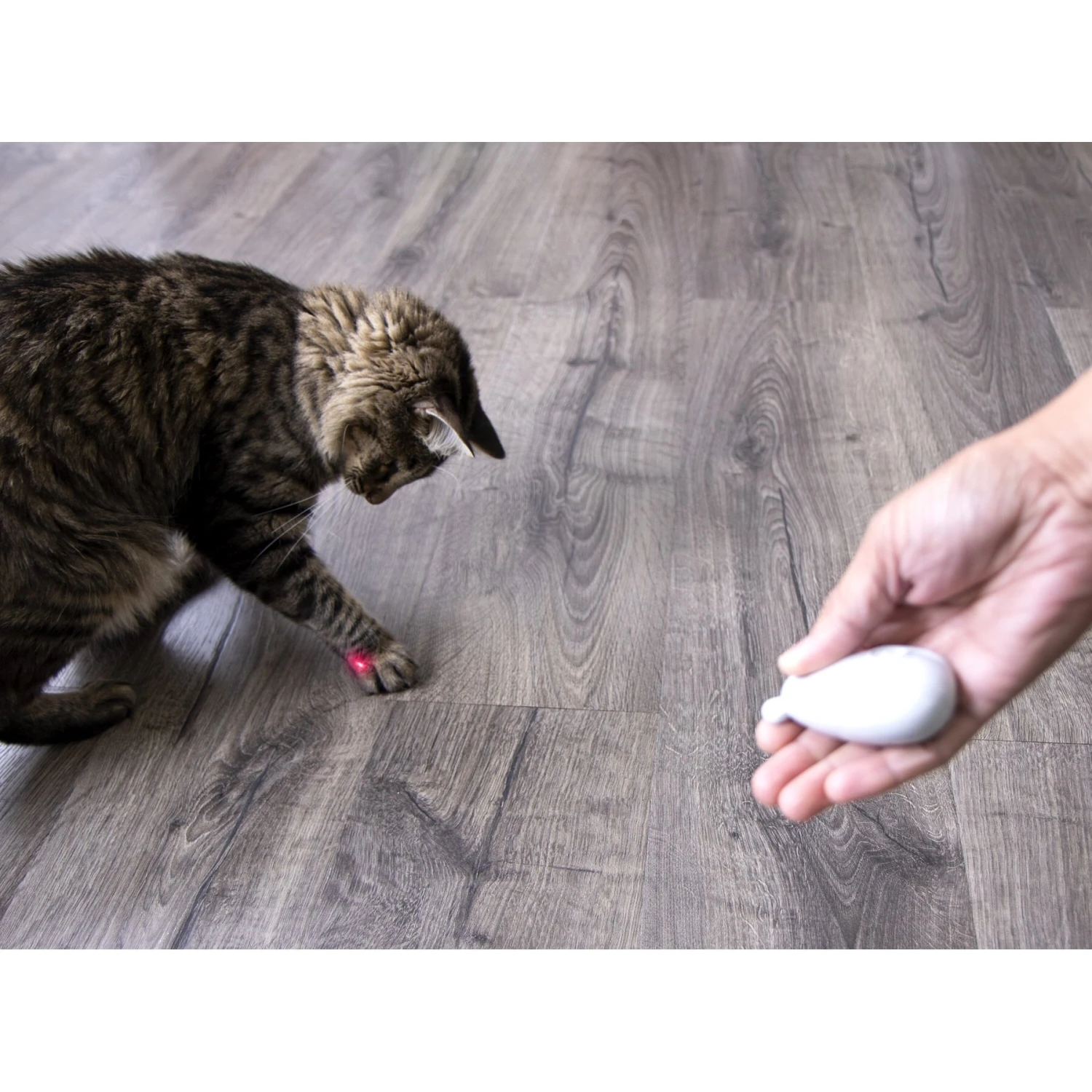 SmartyKat Loco Laser Cat Toy, Color Varies - Image 3