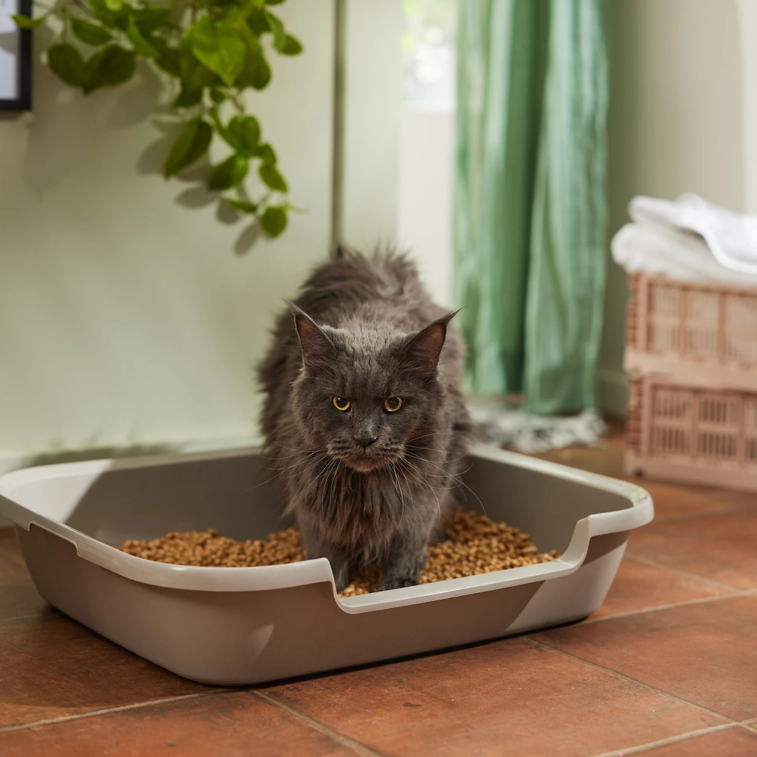 Nature's Logic All Natural Pine Unscented Non-Clumping Wood Cat Litter - Image 4