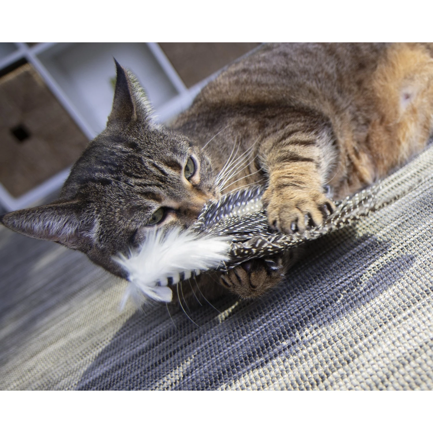 Petlinks HappyNip Safari Zippy Zebra Feathered Cat Toy With Catnip - Image 5