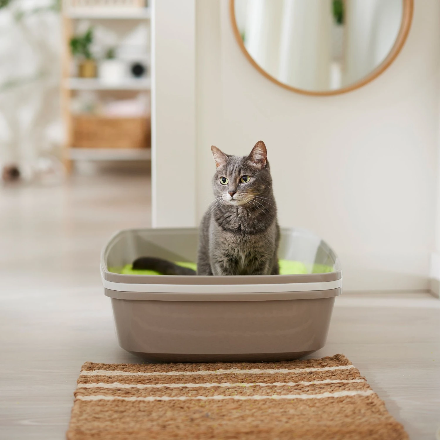 NEON Litter Unscented Clumping Crystal Cat Litter - Image 4