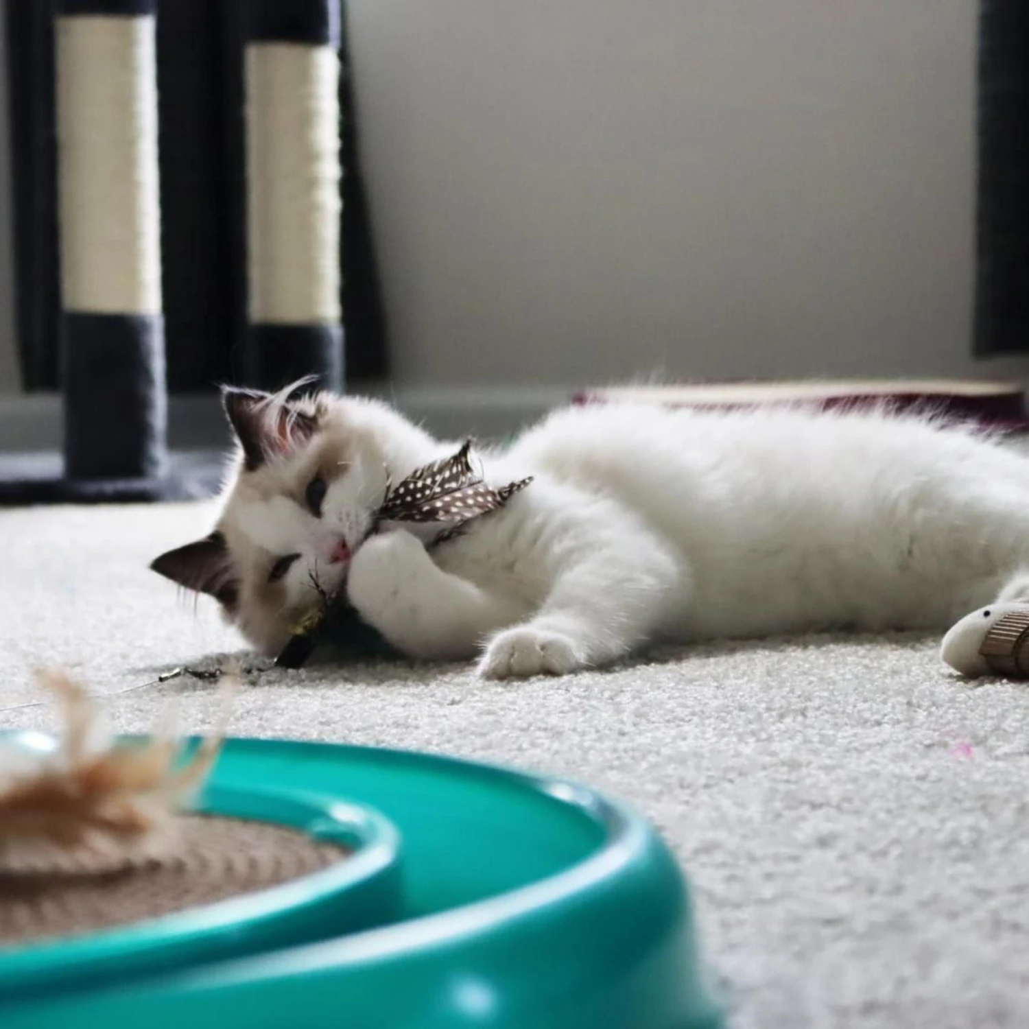 Turbo Flying Teaser Replacement Feather Cat Toy - Image 3