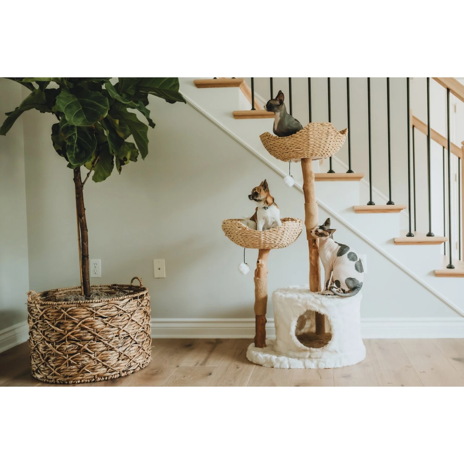 Mau Lifestyle Cento 46-in Modern Wooden Cat Tree & Condo - Image 4