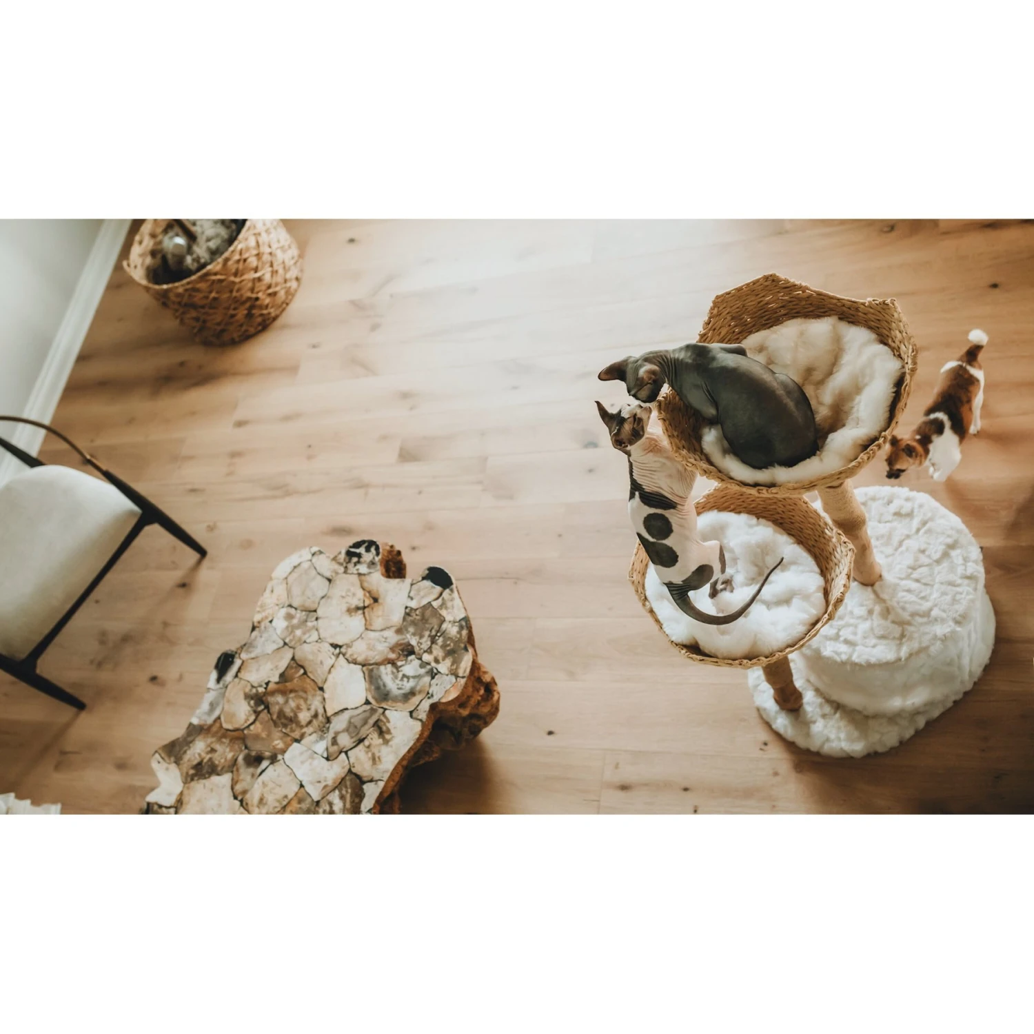 Mau Lifestyle Cento 46-in Modern Wooden Cat Tree & Condo - Image 7