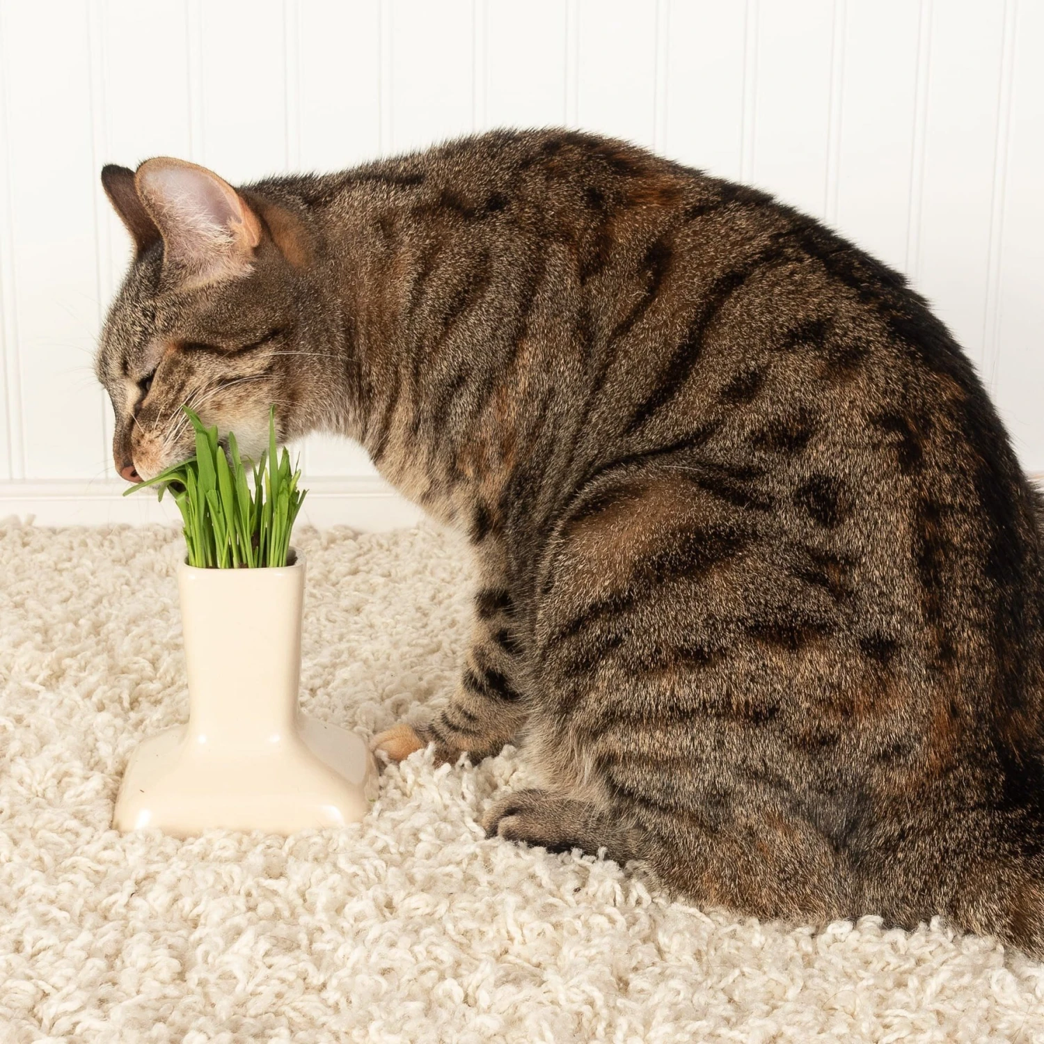 Miaustore Cat Grass Cup & Miaustore Dog & Cat Ceramic Water Fountain, 115-oz - Image 5