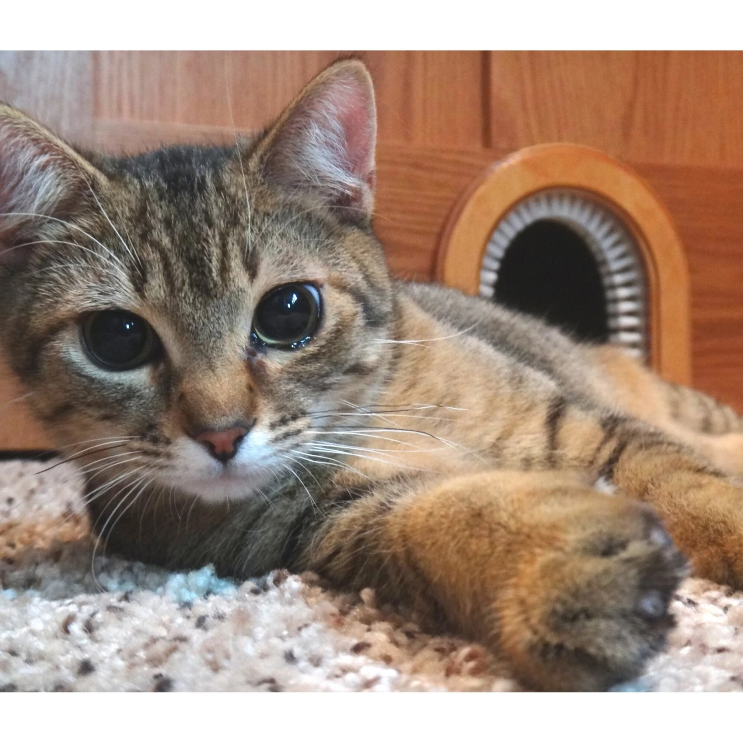 Cathole Cat Door With Brush - Image 4