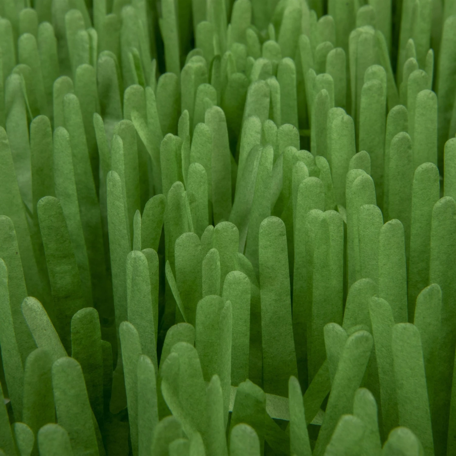 SmartyKat Instincts Meadow Mayhem Paper Grass Hide & Seek Cat Toy, 2-pack - Image 7